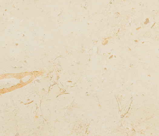 Ivory Fossil